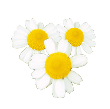 愛樂寶、洋甘菊